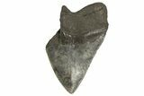 Partial Fossil Megalodon Tooth - South Carolina #321282-1